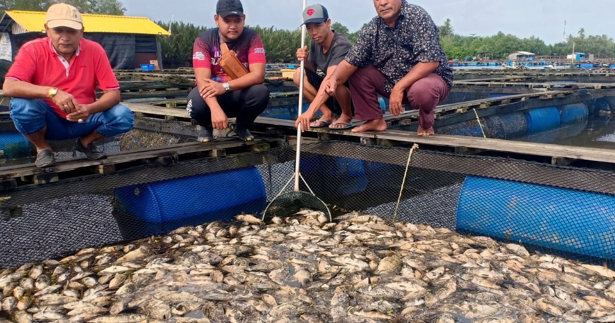 Waspada Kematian Massal Ikan: Penyebab Utama dan Langkah Pencegahan Dini yang Wajib Diketahui
